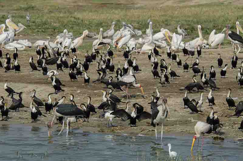 Pájaros - parque nacional Queen Elizabeth - Uganda 1.jpg